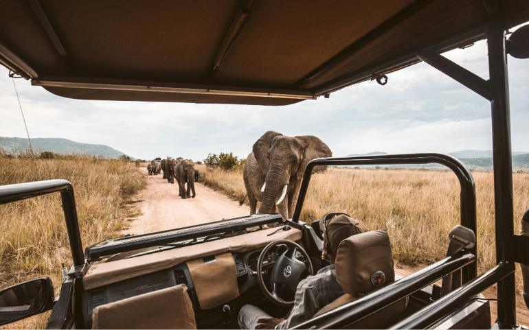 Wildlife safari