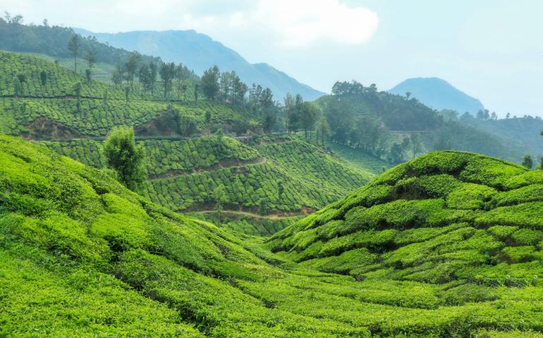 Lush tea gardens, misty hills, offering serene landscapes, Munnar Kerala.
Image Credit - Rohit Dey/Unsplash