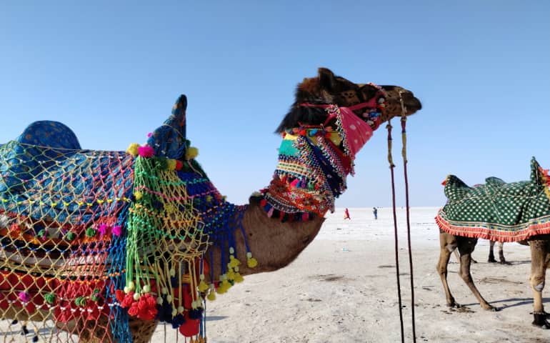 A camel in the field of White Rann of Kutch, Gujarat, India.