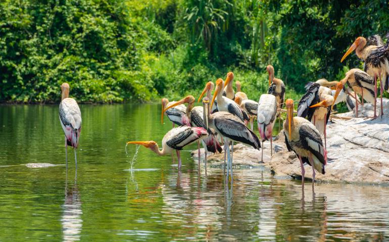 Painted stork at Ranganathittu Bird Sanctuary, Mysore.
Image Credit - kv naushad/Shutterstock
