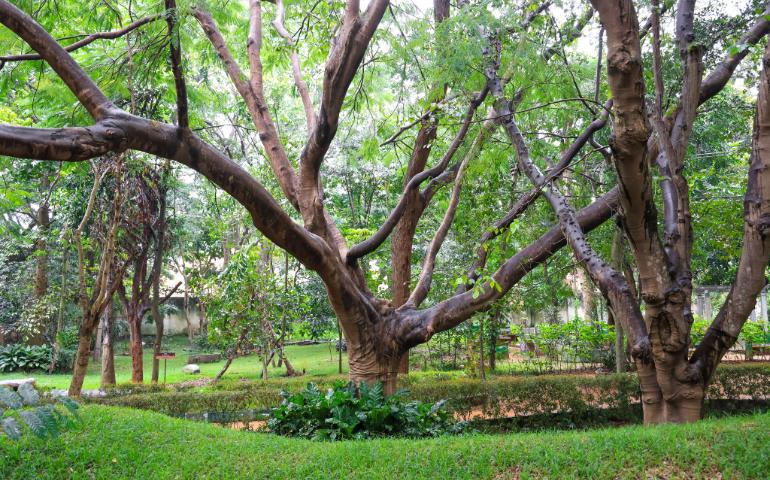 Tall lush green trees in Karanji Lake park in Mysore, Karnataka, India.
Image Credit - SNEHIT PHOTO/Shutterstock