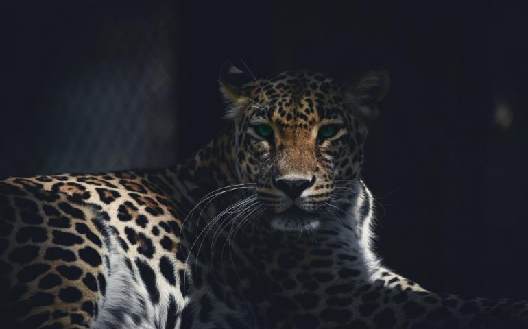 Powerful leopard captured in Mysore zoo.
Image Credit - Chiranth V Kashyap/Shutterstock