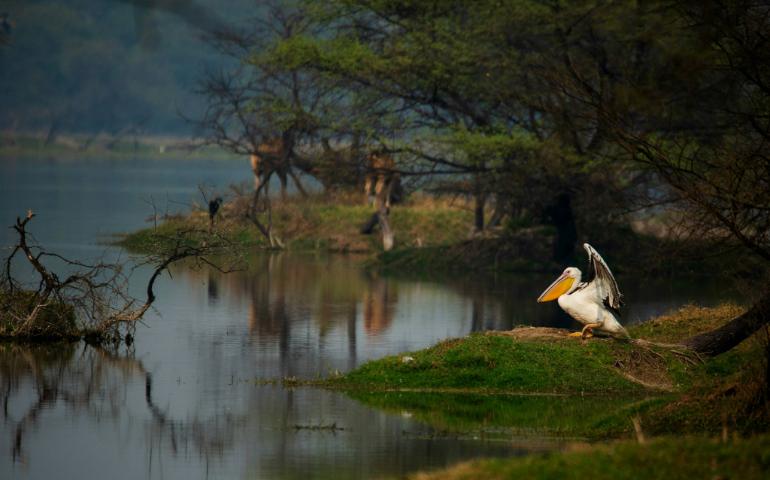 Keoladeo National Park, Bharatpur

