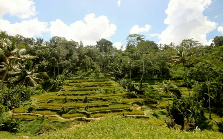 One of the many rice terraces in Tegallalang just outside of Ubud, Bali
