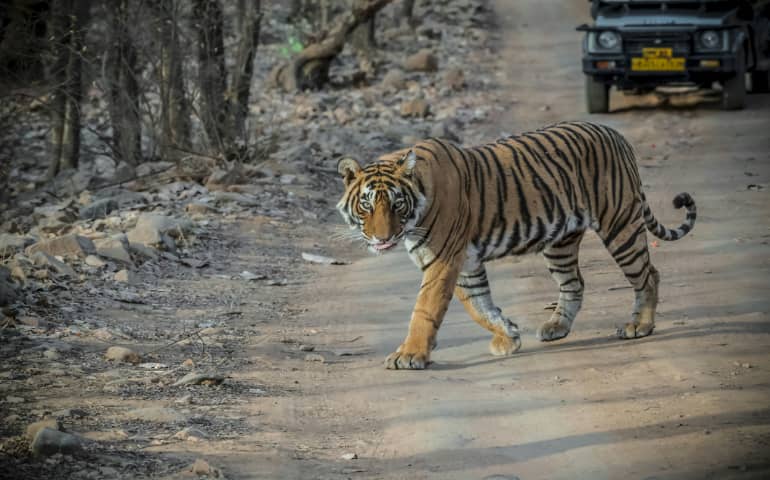 A tiger walking in the jungle during a safari in Ranthambore