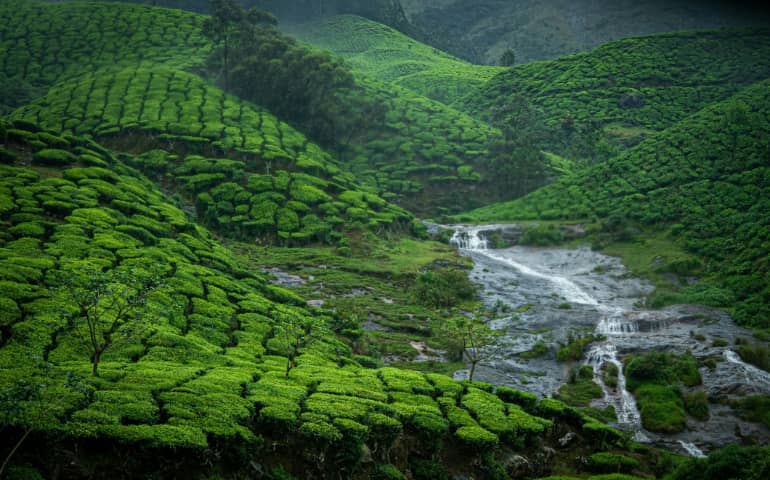 Beautiful tea estates in Munnar
