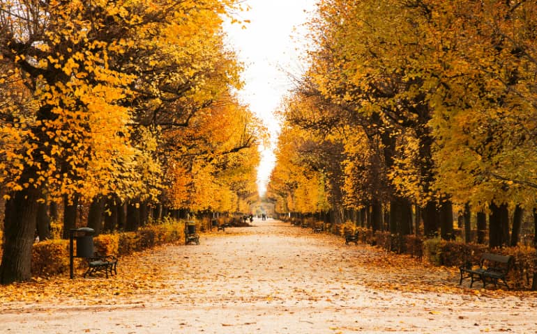 Exploring Autumn in Vienna
