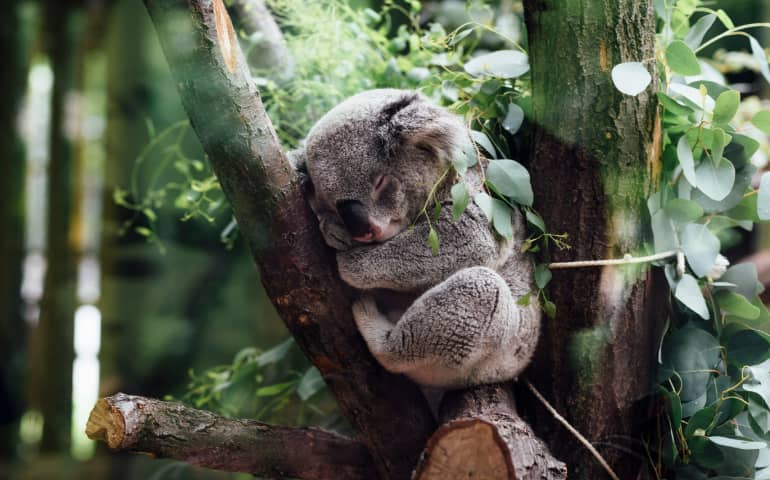 Koala sleeping on the tree branch
