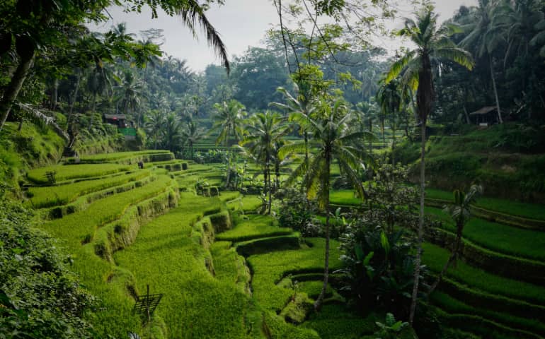 Morning view on the lovely Tegelalang rice terraces north of Ubud, Tegelalang, Bali. 
