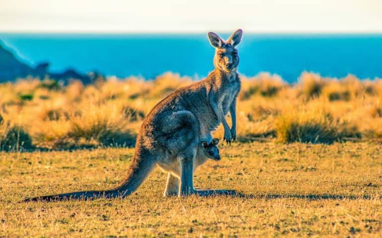 A beautiful Kangaroo with its baby in the pouch