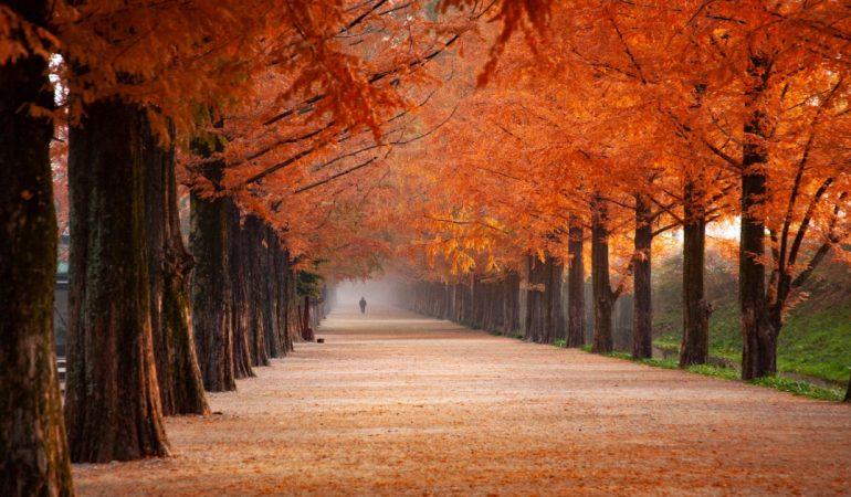 Fall foliage and distant silhouette
Image Credit: 대정 김/Pexels
