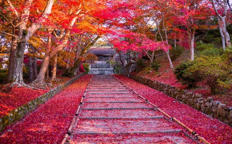 Autumn path lined with colorful fall foliage
Image Credit: Thắng Văn/Pexels