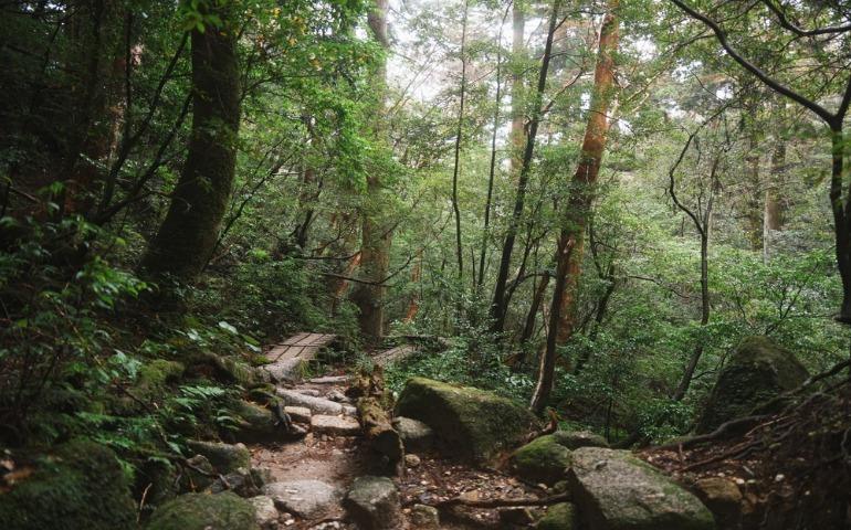 Forest scenery in Yakushima island